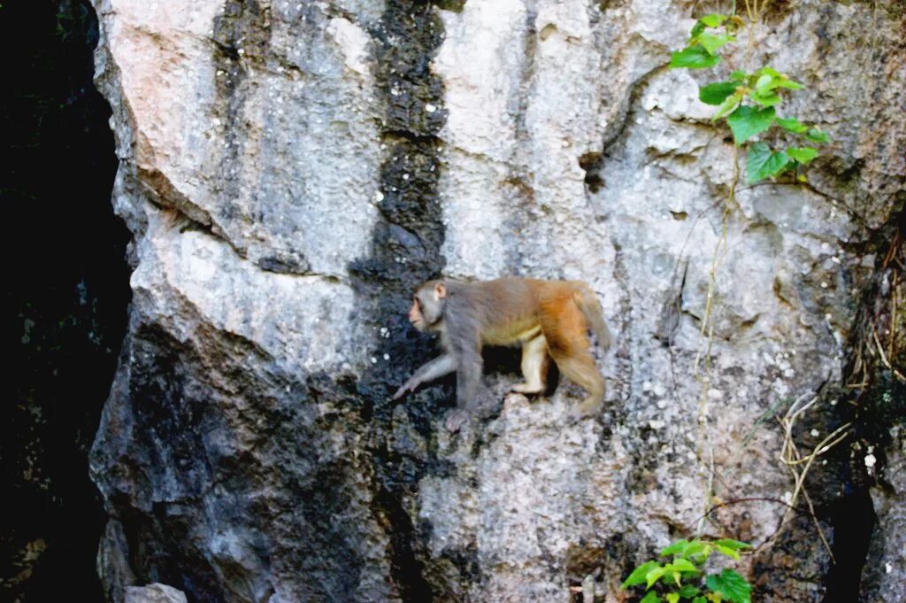 Скала обезьяна. Скалистые обезьяны Вьетнама. Скальные обезьяны. Обезьяны в скалах. Обезьяна на скале.