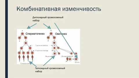 Примеры комбинативной изменчивости