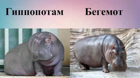 Чем отличается гиппопотам