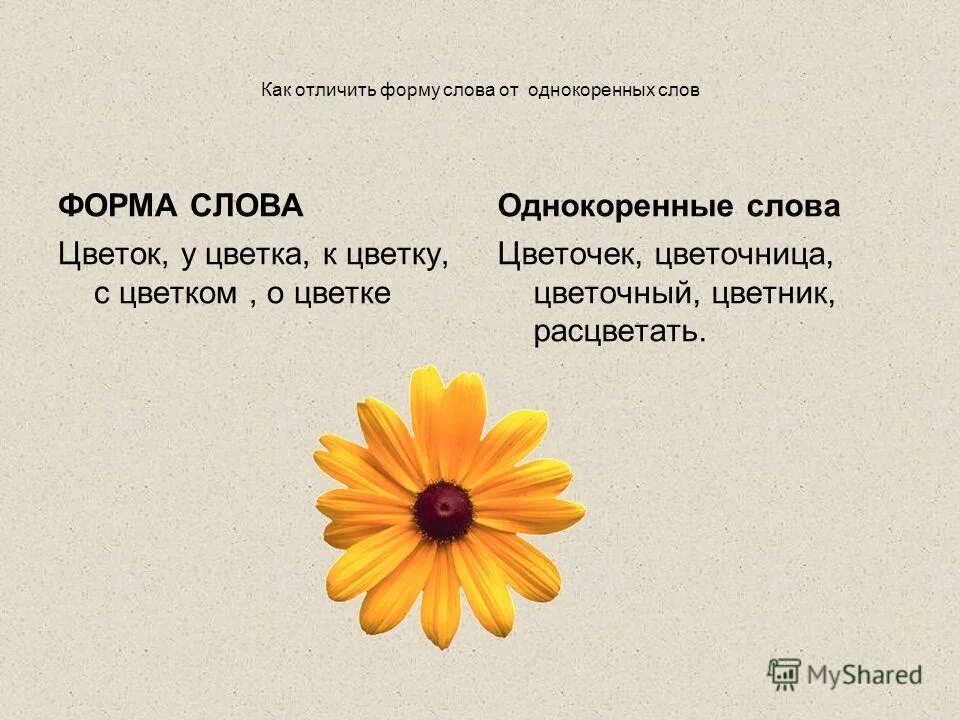 Окончание слова зацвела. Окончание слова зацвела. Однокоренные слова цвето. Окончание слова зацвела. Познавательные ууд русский язык.
