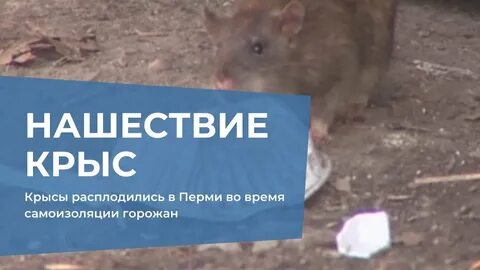 Время крыс