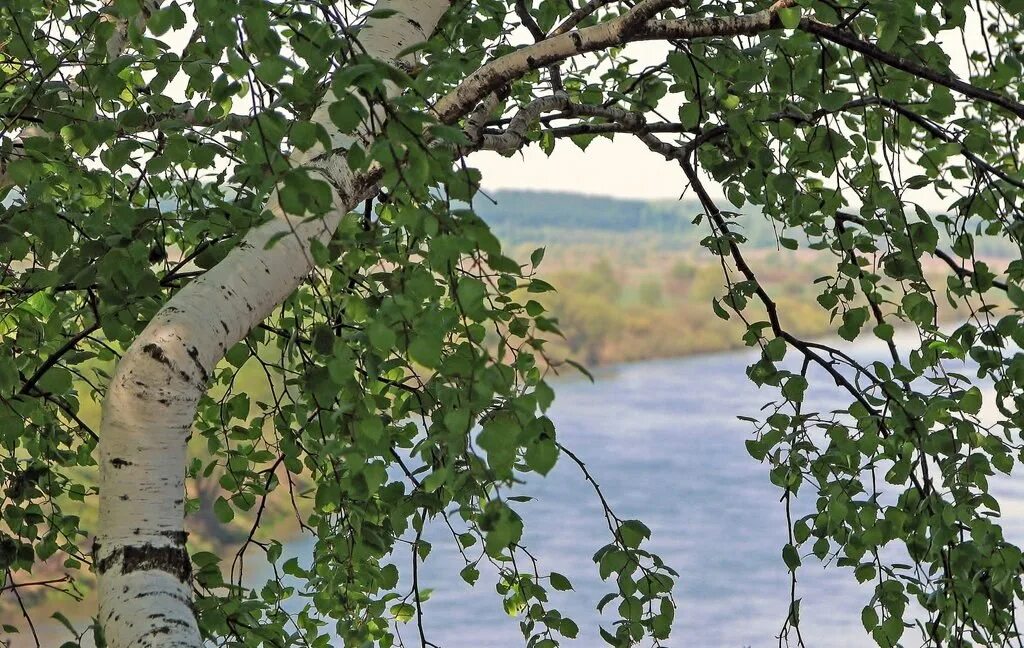 Береза повислая крона. Березка Березенка береза Березенка Березка Березки. Плакучая береза. Троица береза. Открой березки