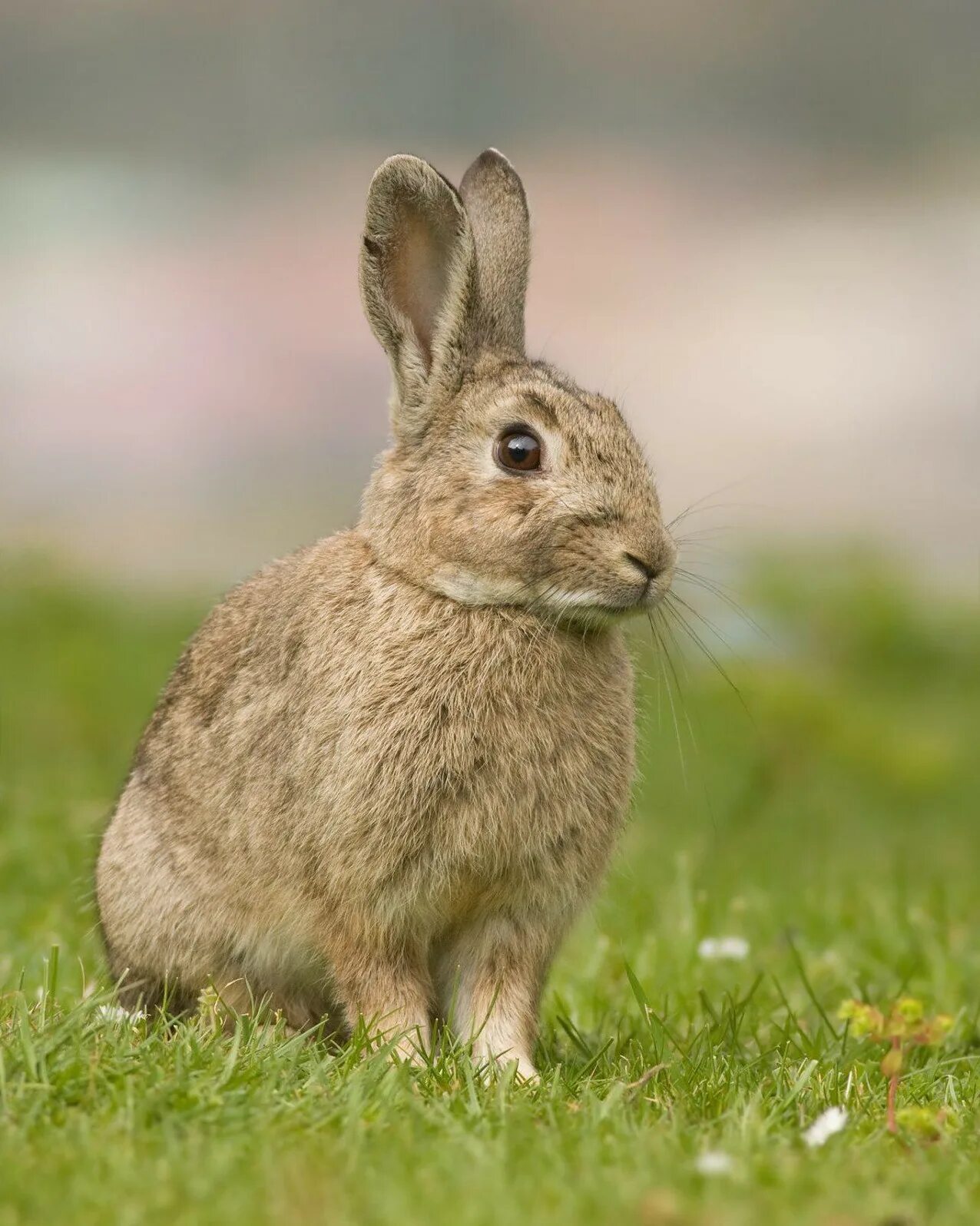 Волжский кролик. Oryctolagus cuniculus. Дикий кролик (Европейский кролик). Oryctolagus cuniculus белый. Калифорнийский заяц.