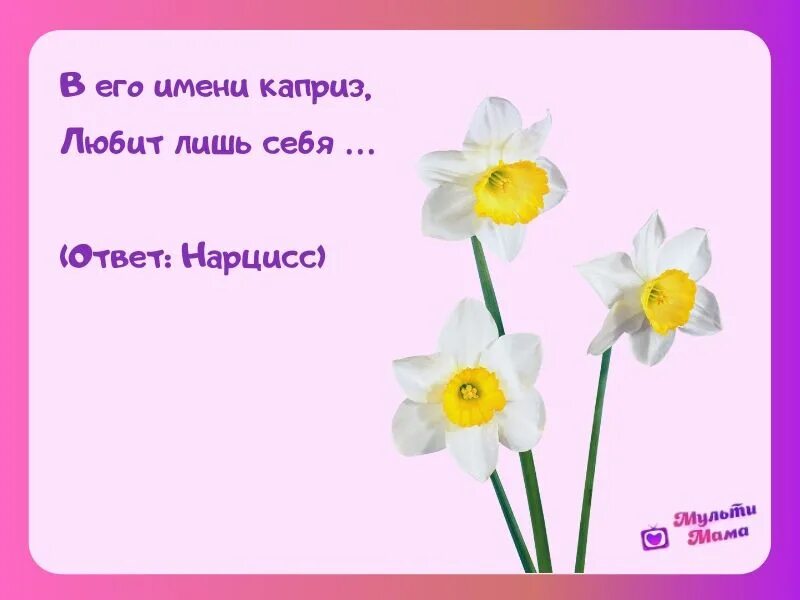 Загадки про цветы для детей. Загадка про Нарцисс. Загадка про Нарцисс для детей. Загадка про цветочек.