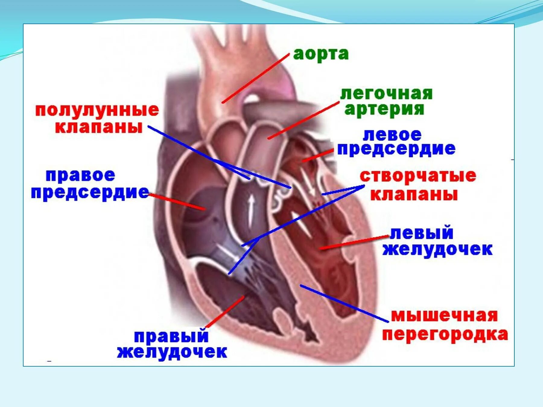 Где находится 2 створчатый клапан Письменная работа Расположите в правильном порядке ЭТАПЫ БОЛЬШОГО