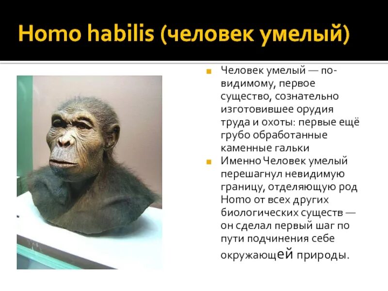 Формы человека умелого