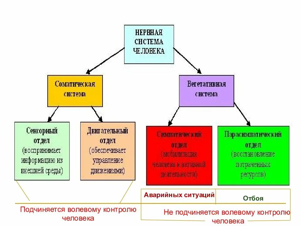 Соматический центр. Нервная система человека схема вегетативная соматическая. соматический и автономный (вегетативный) отделы нервной системы. нервная система человека сомати. соматическая сенсорная система.