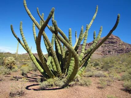 Desert plant