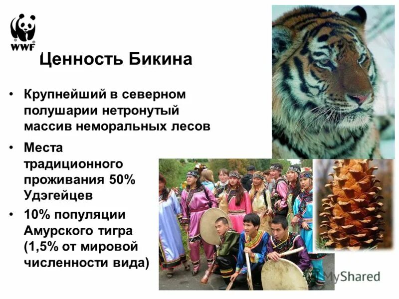 необходимость сохранения популяции амурского тигра