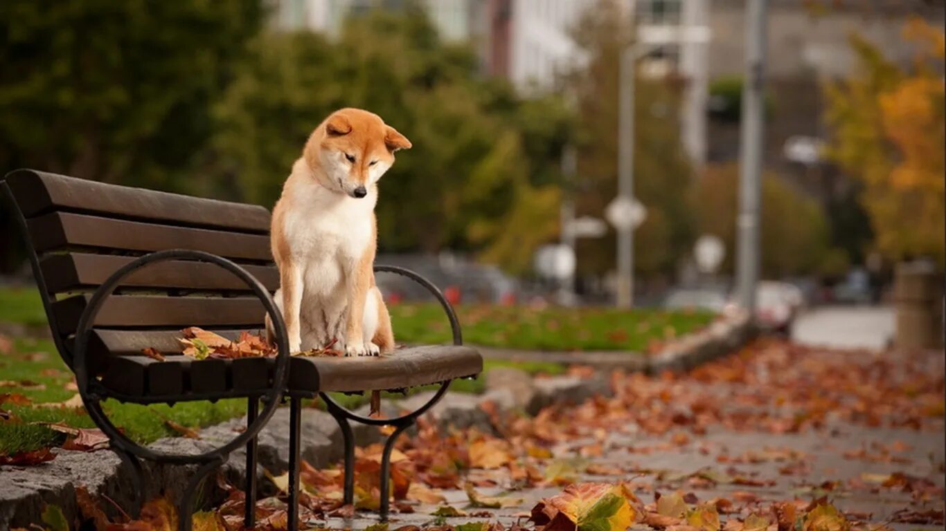 Ни сидит на месте. Осеннее настроение. Собака на скамейке. Собака в парке. Собака осень.