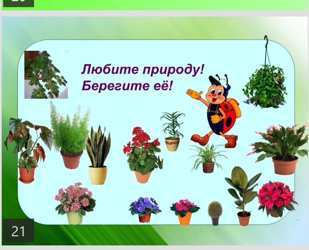 Презентация для детей комнатные растения