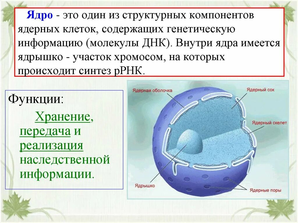 Ядро содержит наследственную информацию. Строение ядра. Ядро клетки. Основные компоненты ядра клетки. Яндро.