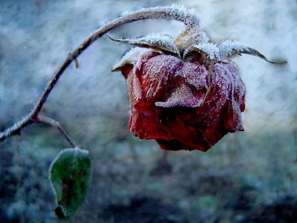 Умирающие розы песня. Умирающие розы.