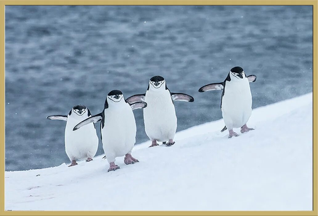 Пингвины идут с пляжа молча. Плакат про пингвинов. Фотографии дикой природы пингвинят. Пингвины идут вверх. Пингвин ходьба фазовка.