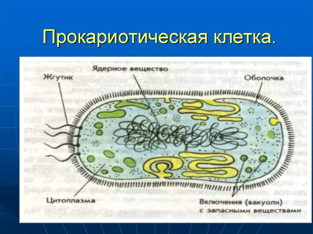 Прокариоты 10 класс