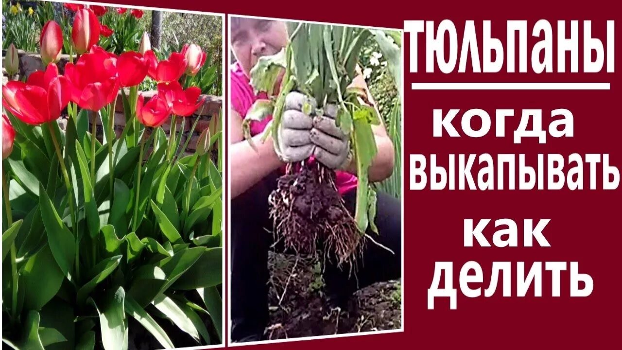 Надо выкапывать тюльпаны на зиму. Выкопка луковиц тюльпанов. выкапывание луковиц тюльпанов. тюльпаны после цветения. тюльпаны когда выкапывать луковицы и высаживать.