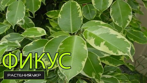 Фикусы 4