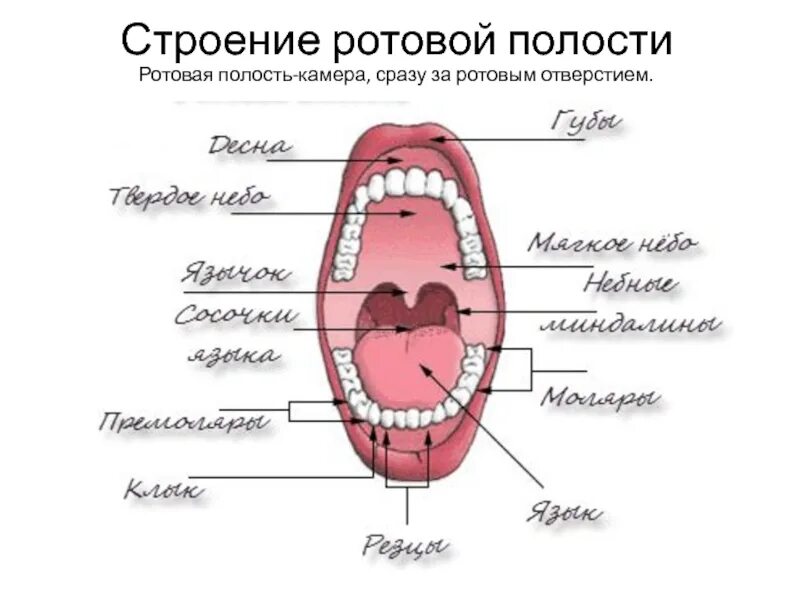 Полость рта 1 6. Строение ротовой полости. Строение рта и ротовой полости. Органы ротовой полости анатомия.