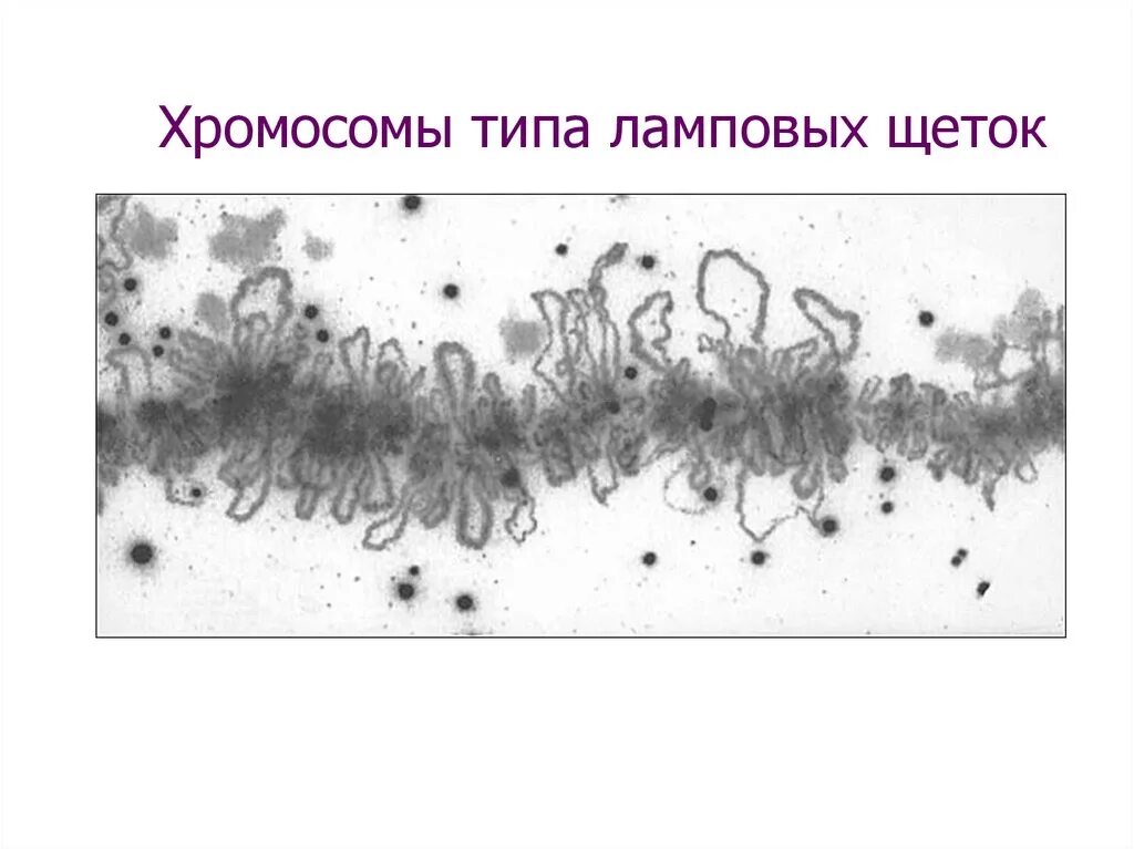 Хромосомы по типу ламповых щеток. Хромосомы типа ламповых щеток строение. Хоомосома типа дамповых щеток. Политенные хромосомы типа ламповых щеток.