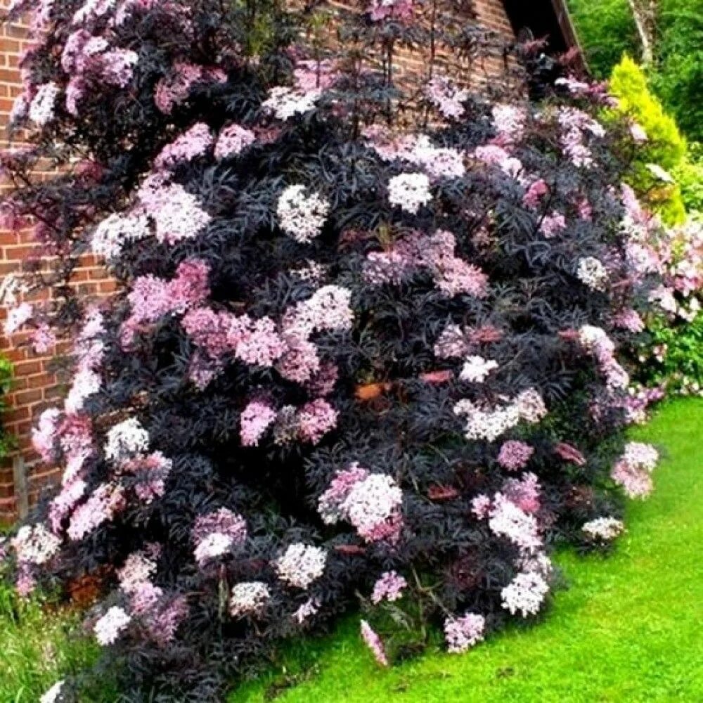 Бузина черная в ландшафтном дизайне sambucus black beauty Google Search Edible landscaping, Shrubs for landscaping