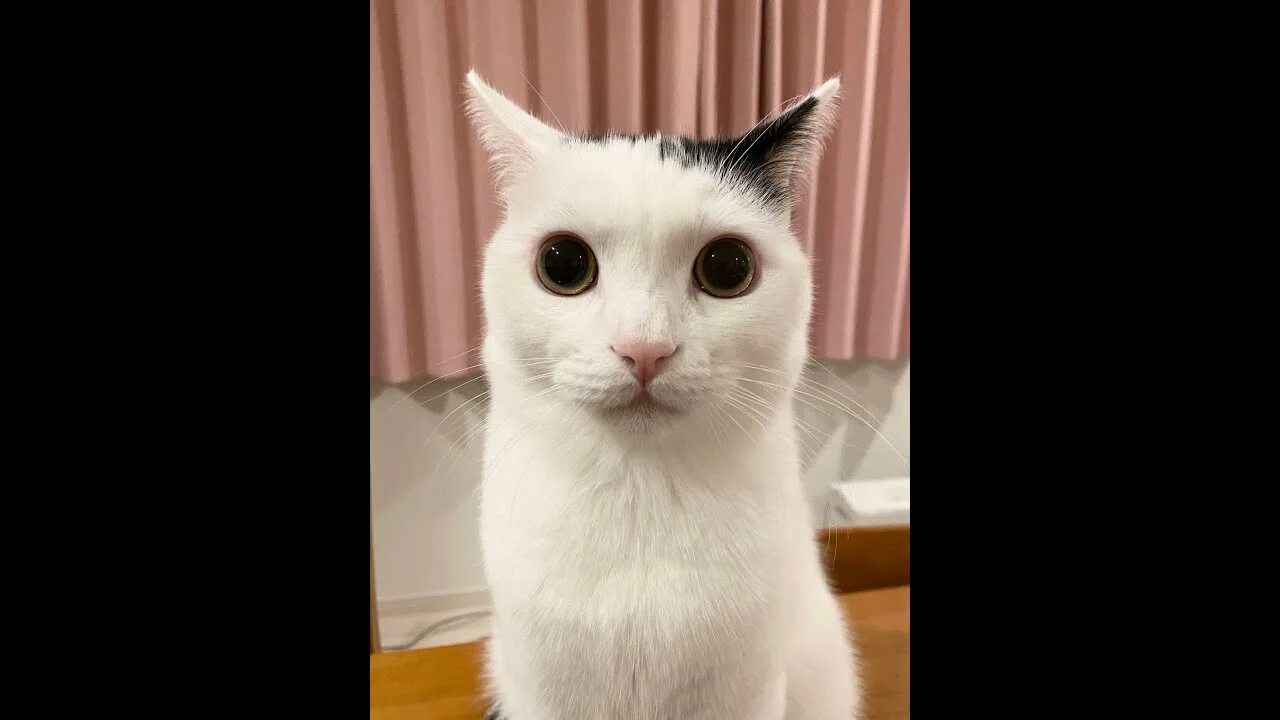 Wake me up cat. Дай пожалею картинки. Кошка 32 года. Котик winky. Wake up wake up meme.