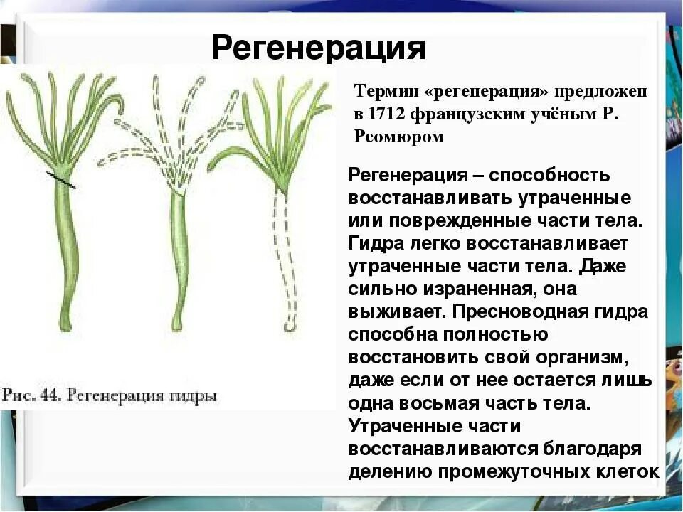 Какие клетки у кишечнополостных обеспечивают процесс регенерации. Регенерация гидры. Регенерация кишечнополостных. Тип Кишечнополостные регенерация. Благодаря работе промежуточных клеток у гидры развита.