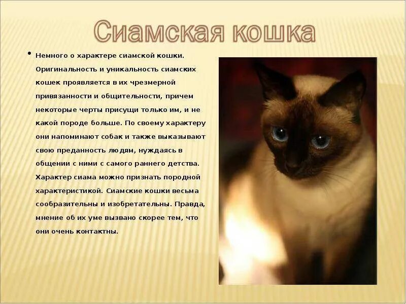 Рассказ о сиамской кошке. Сиамская кошка характер. Сиамская кошка описание. Доклад про сиамскую кошку.