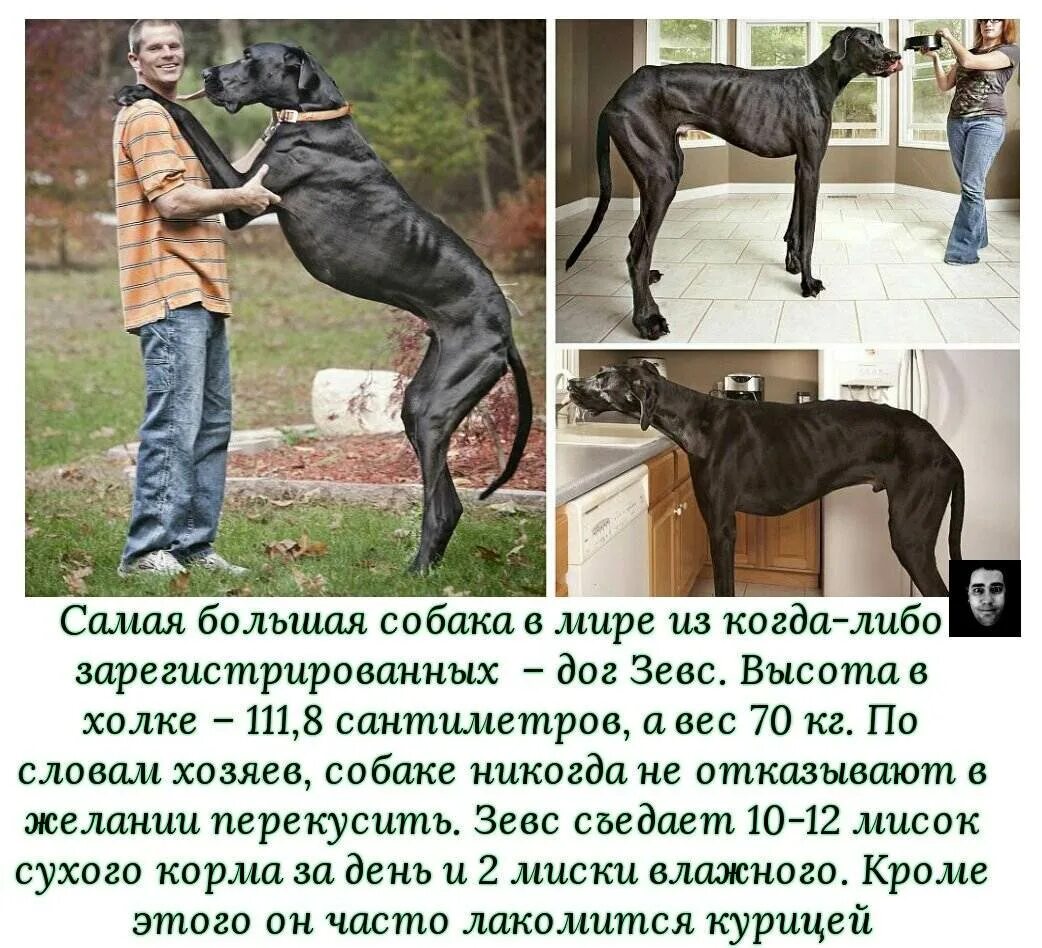 Сколько лет дог