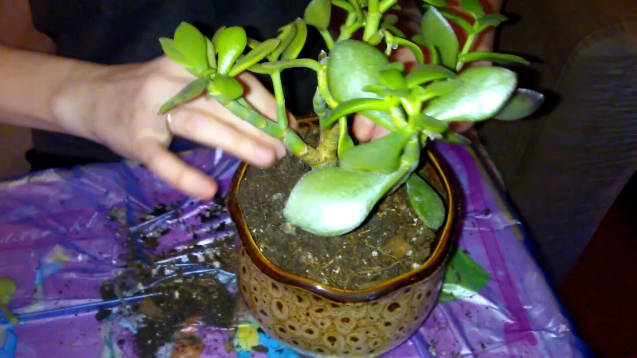 Толстянка растение. Пересадка толстянки. Пересадка толстянки. Толстянка росток. Пересадка толстянки.