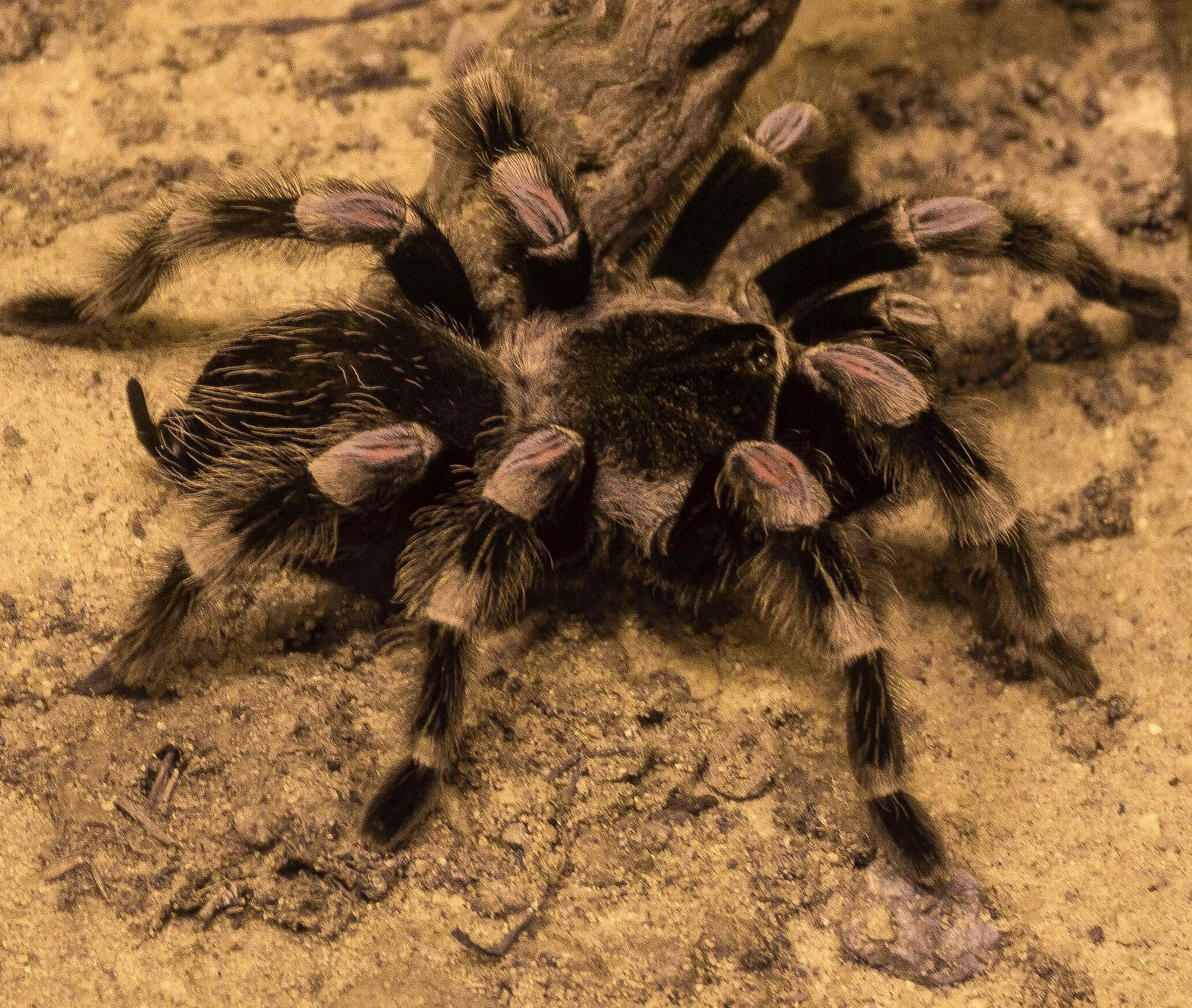 Мохнатый паук тарантул. Паук тарантул. Тарантул бэби. Тарантул земляной паук. Паук тарантул.