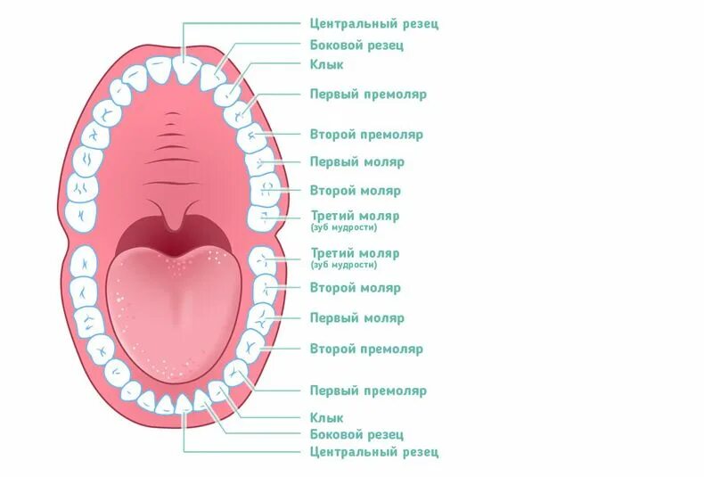 Названия зубов человека. Резцы клыки премоляры моляры. Зубы человека резцы клыки коренные. Нумерация зубов в стоматологии схема. Строение коренных зубов человека.