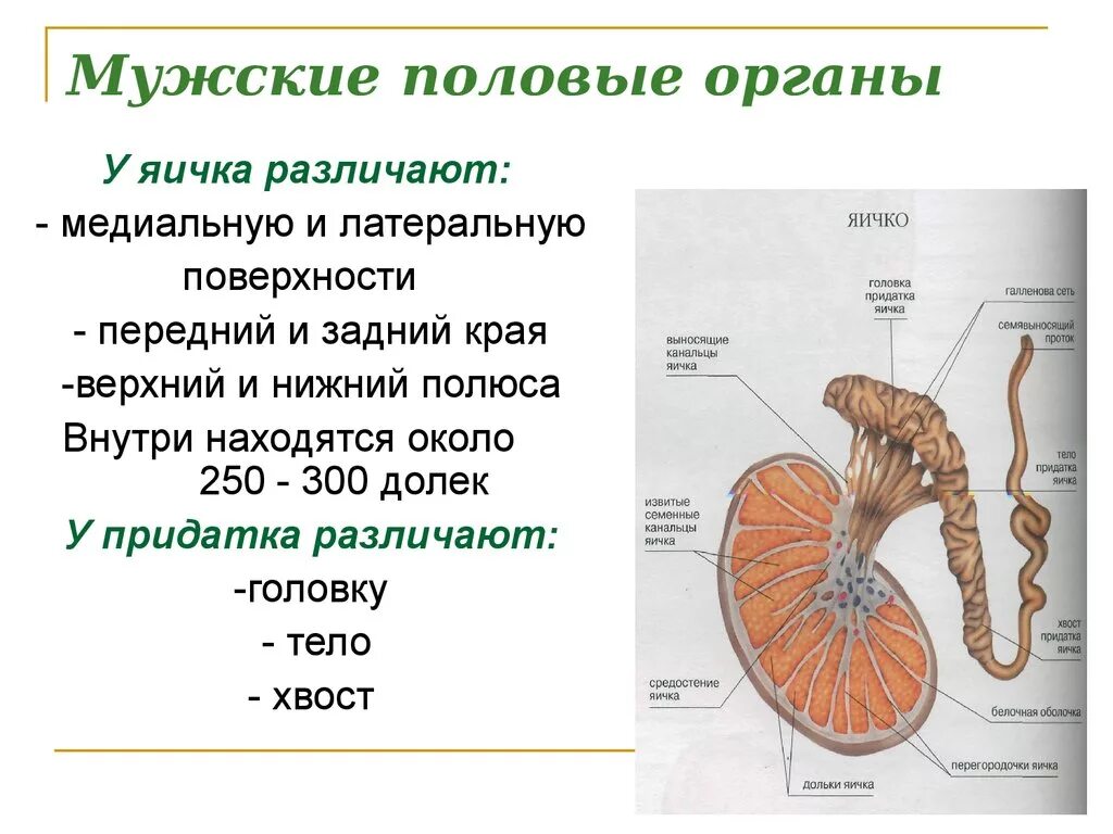 Почему внутренние половые. Яичко строение анатомия поверхности. Строение яичка поверхности. Края и поверхности яичка. Медиальная и латеральная поверхность яичка.