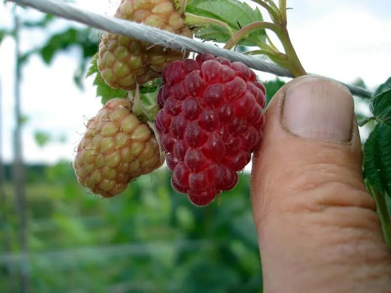 малина ремонтантная гордость россии. сорта малины шапка мономаха. малина шапка мономаха. ежемалина шапка мономаха. малина шапка мономаха куст.