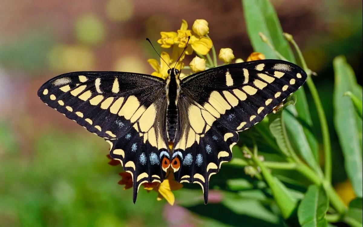 Покажи видео бабочек. Махаон бабочка Махаон. Желтая бабочка Махаон. Бабочка Урания Мадагаскарская. Черный Махаон бабочка.