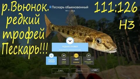 Пескарь вьюнок