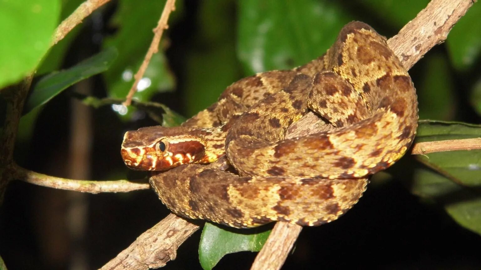 Змей ботропсов. BOTHROPS Atrox. Ботропс Лоханский. Змея копьеголовая островной ботропс. Кайсака Алькатраз.