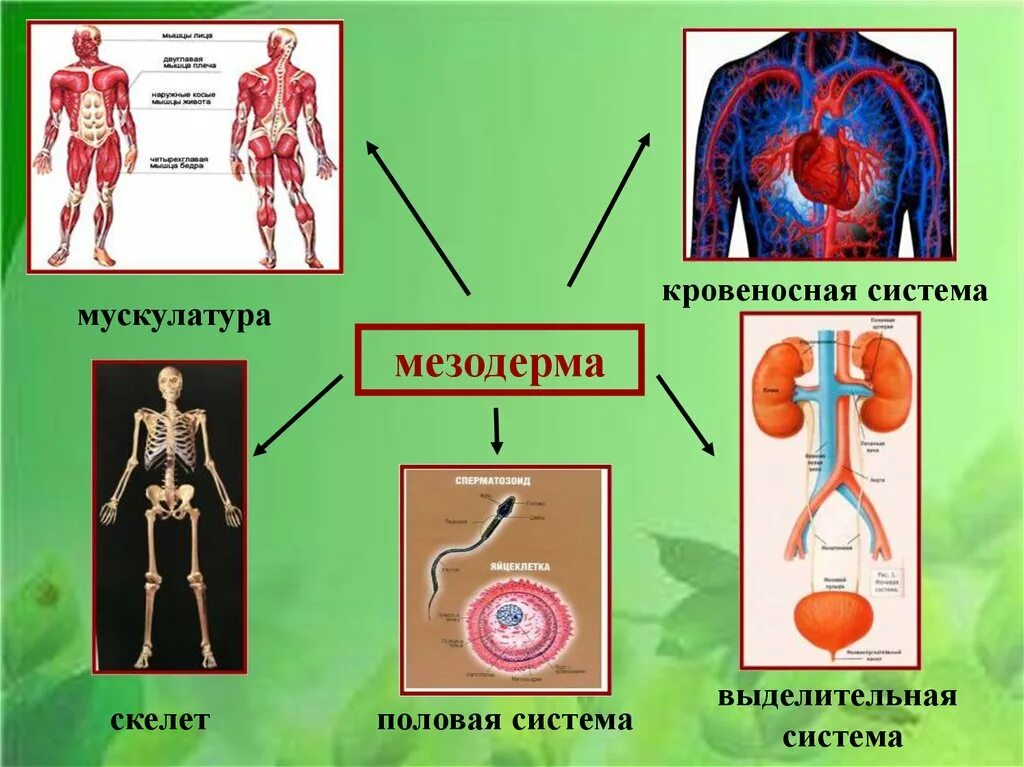 Скелет мезодерма. Мезодерма скелет мускулатура кровеносная система. Системы из мезодермы. Мезодерма системы органов