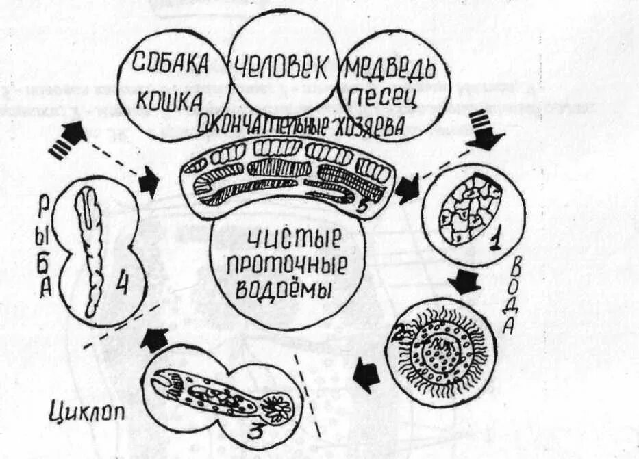 Широкий лентец жизненный цикл схема. Жизненный цикл широкого лентеца схема. Жизненный цикл лентеца схема. Цикл развития широкого лентеца схема.