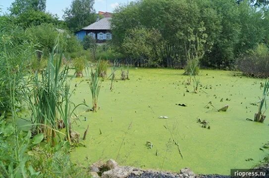 Плавающее болото. Щепкино болото Зеленоград. Болото Анжеро-Судженск.
