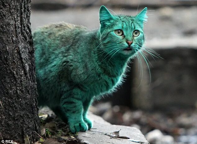 Как выглядит зеленый кот This Stray Cat Accidentally Turned Itself Green Cat facts, Cat breeds, Internati
