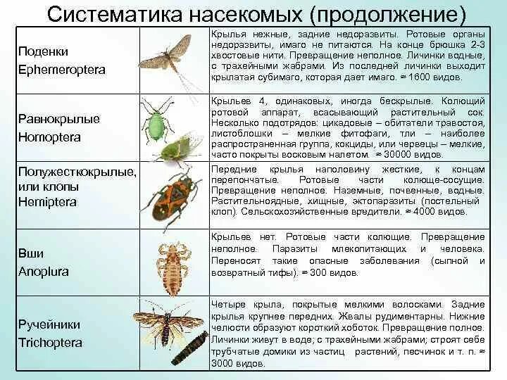 Характеристики отряда насекомых прямокрылые. Основные отряды насекомых таблица. Отряды насекомых с полным и неполным превращением. Клопы таблица отряды насекомых. Характеристика отрядов насекомых с неполным превращением.