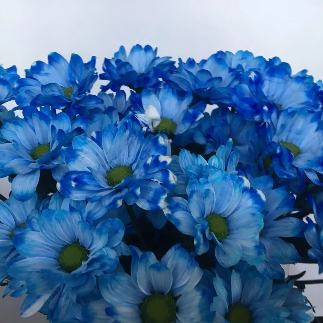 Красивые цвет из синих цветов. Ромашковидная Хризантема. Хризантема кустовая голубая. Хризантема голубая Лагуна. Хризантема кустовая синяя.