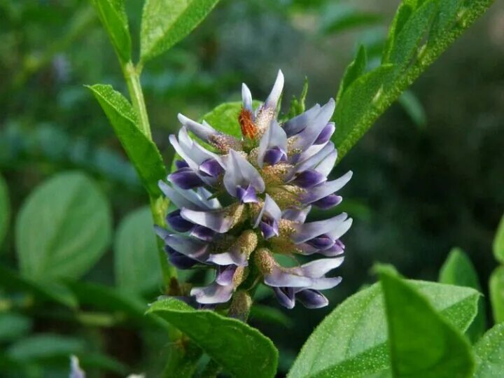 Солодка от пигментных. Glycyrrhiza glabra. Растения Glycyrrhiza glabra. Солодка Glycyrrhiza glabra. Glycyrrhiza glabra корень солодки.