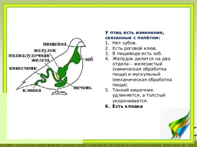 Зоб у птиц. Мускульный отдел желудка у птиц. Роговой клюв у птиц. Железистый и мускульный желудок у птиц.