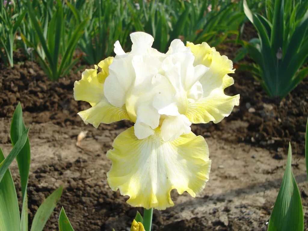 ирис воронеж. ирис садовый микст. ирис воронеж. ирис дэринг дисепшн. ирис воронеж.