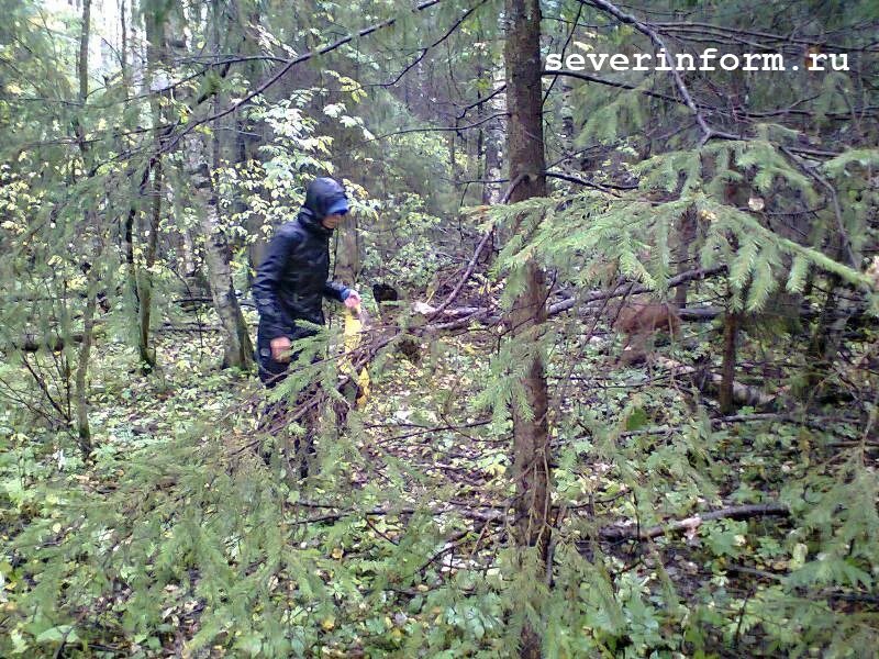 грибы марий эл. спасатели мчс в лесах. казаки добровольцы на свои фото а лесу. иглишник из леса. потерялась в лесу в лесу.