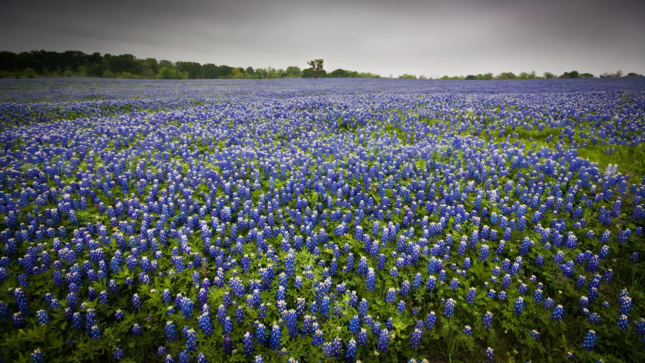 Синий цветок на лугу. Национальный парк Хитачи Япония. Фацелия Поляна. Фацелия колокольчатая голубая. Люпин фацелия.