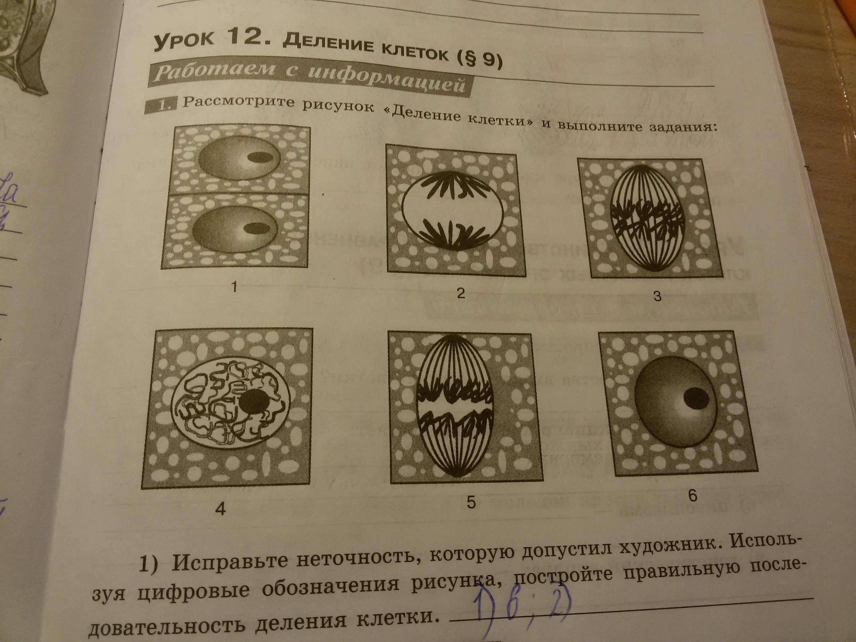 Рассмотрите картинку и выполните задание. Рассмотрите рисунок и выполните задания. Деление клетки и выполните задания. Деление растительной клетки рисунок. Рассмотрите рисунок деление клетки и выполните задания.