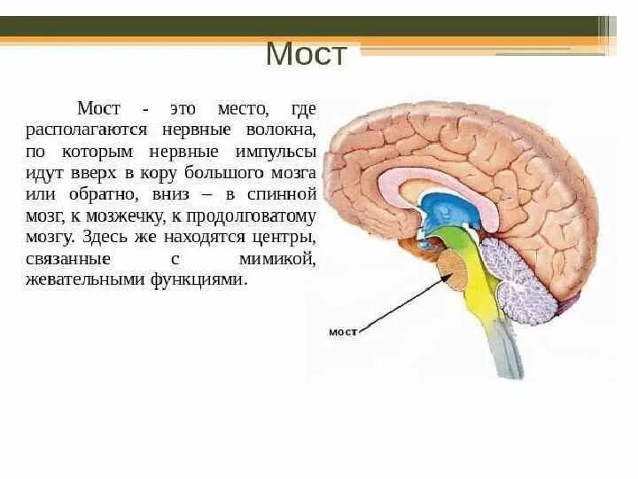 Мост головного мозга. Части моста головного мозга. Основные структуры моста головного мозга. Расположение моста в головном мозге.