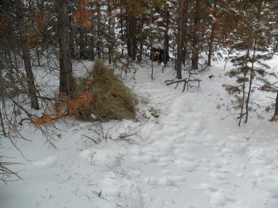 Снег голодный. Подкормочные площадки в охотничьих угодьях. Коптелово зимой. Подкормочные зоны. Остров Таволжан зимой животные.